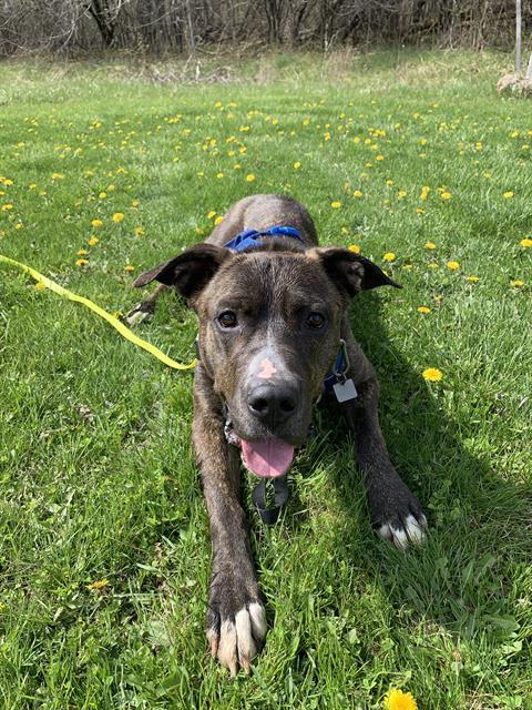 Enlarge TANUK, a Adoptable Cane Corso in London, ON image 1/1