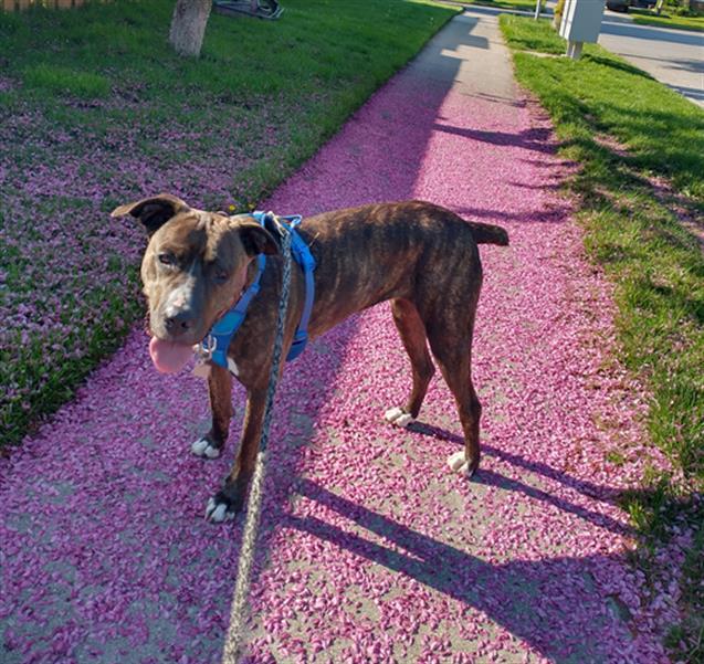 Enlarge TANUK, a Adoptable Cane Corso in London, ON image 1/1