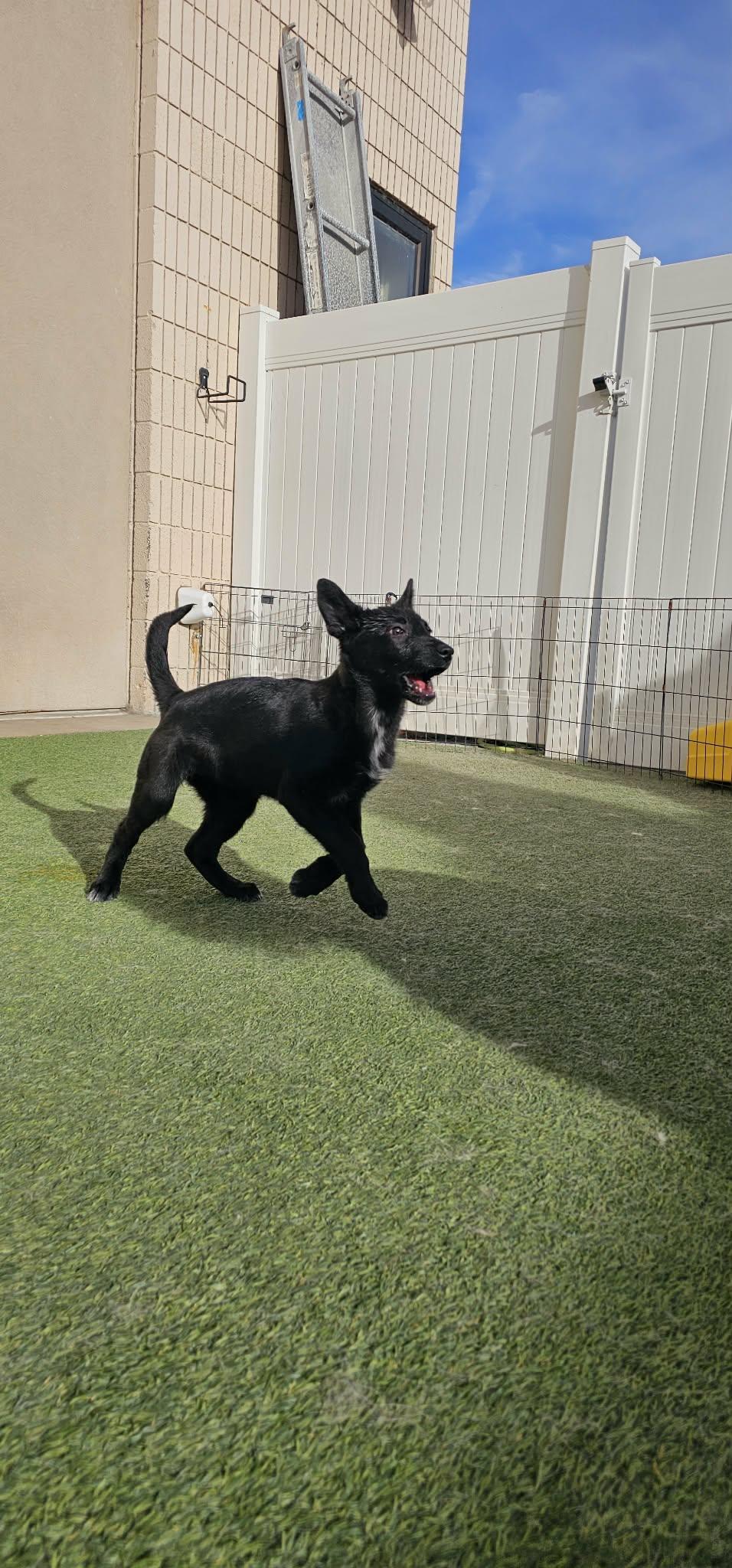 Eve, a ADOPTABLE mixed breed in Orem, UT image 1/4