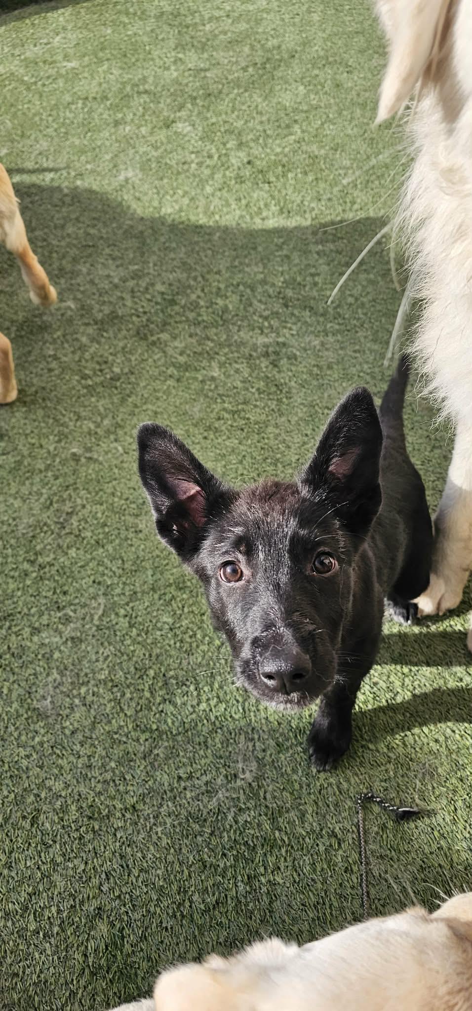 Eve, a ADOPTABLE mixed breed in Orem, UT image 3/4