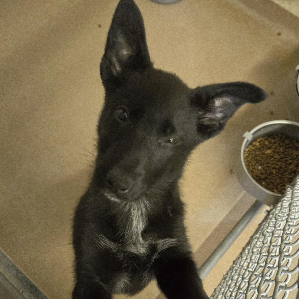 Enlarge Noelle, a ADOPTABLE mixed breed in Orem, UT image 1/1