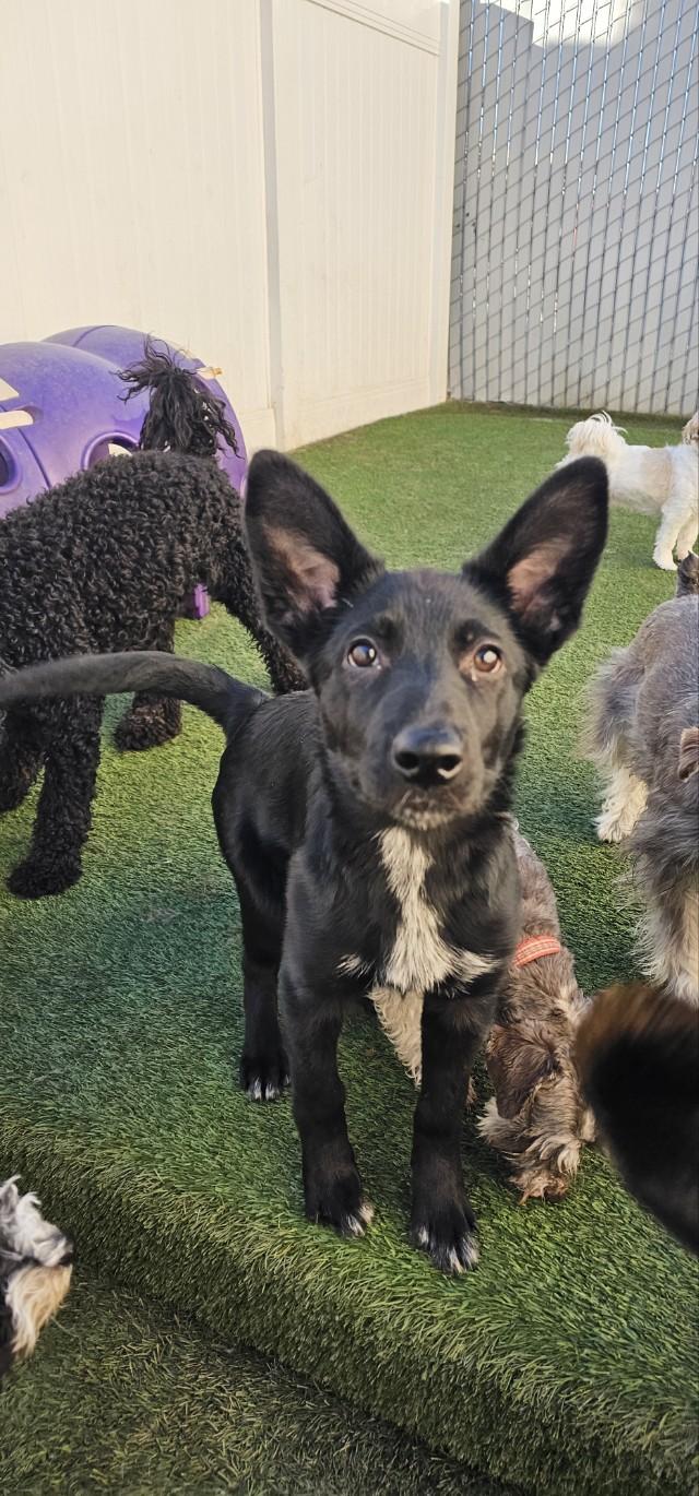 Eve, a ADOPTABLE mixed breed in Orem, UT image 1/5