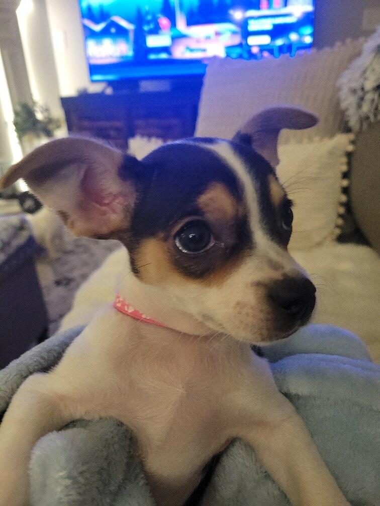 Enlarge Adella, an adoptable mixed breed in Knoxville, TN image 3/5