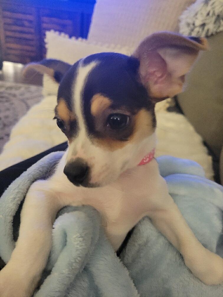 Adella, adoptable, Puppy Female Chihuahua & Dachshund.