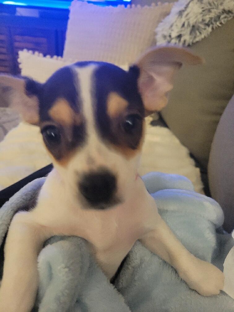 Enlarge Adella, an adoptable mixed breed in Knoxville, TN image 2/5