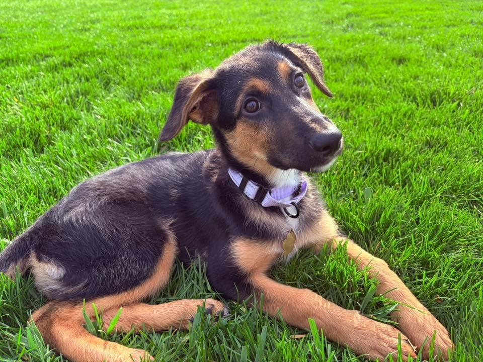 Nalah, Adoptable, Puppy Female Shepherd.