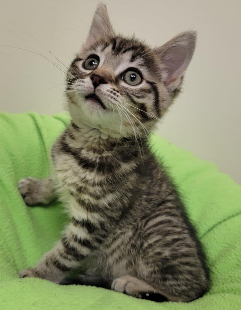 Enlarge Alanis, a Adoptable mixed breed in Fremont, OH image 1/4