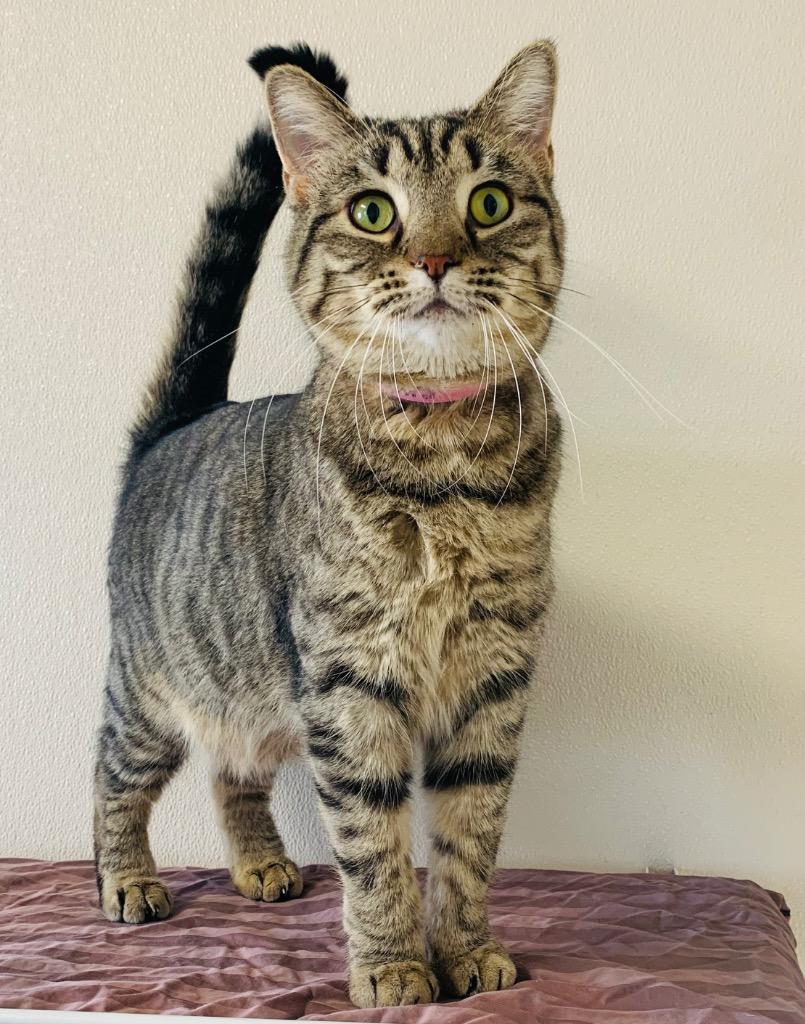 Enlarge Alanis, a Adoptable mixed breed in Fremont, OH image 2/4