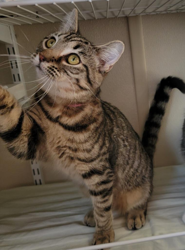 Enlarge Alanis, a Adoptable mixed breed in Fremont, OH image 4/4