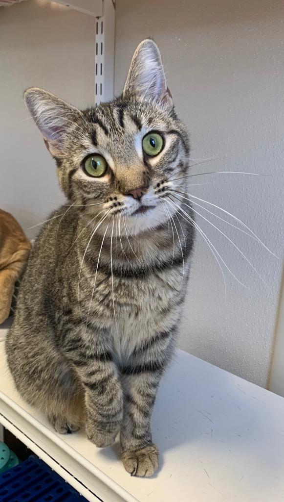 Enlarge Alanis, a Adoptable mixed breed in Fremont, OH image 3/4