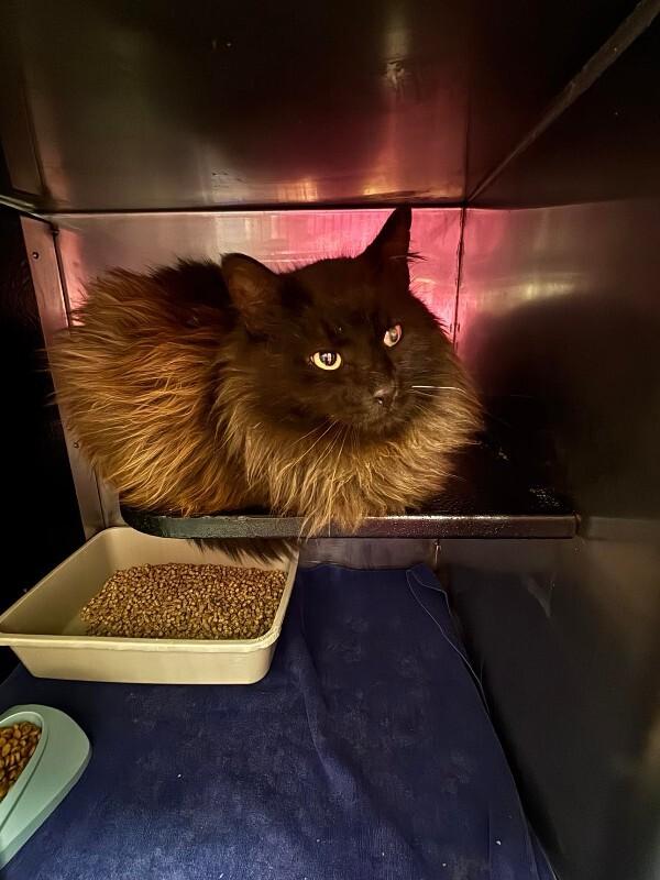 Unknown, Adoptable, Adult Male Domestic Long Hair.