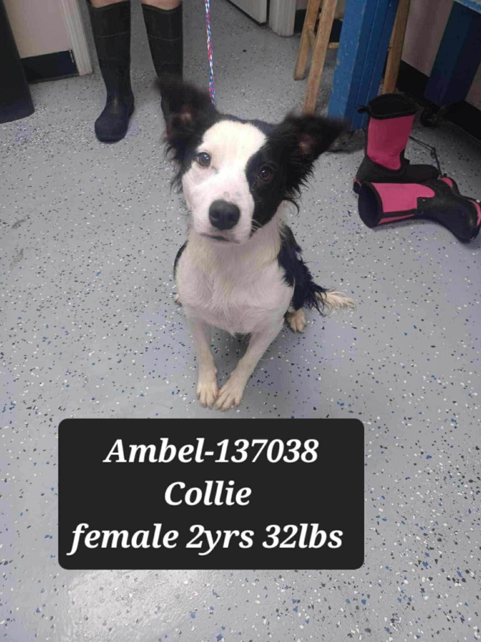 Ambel
