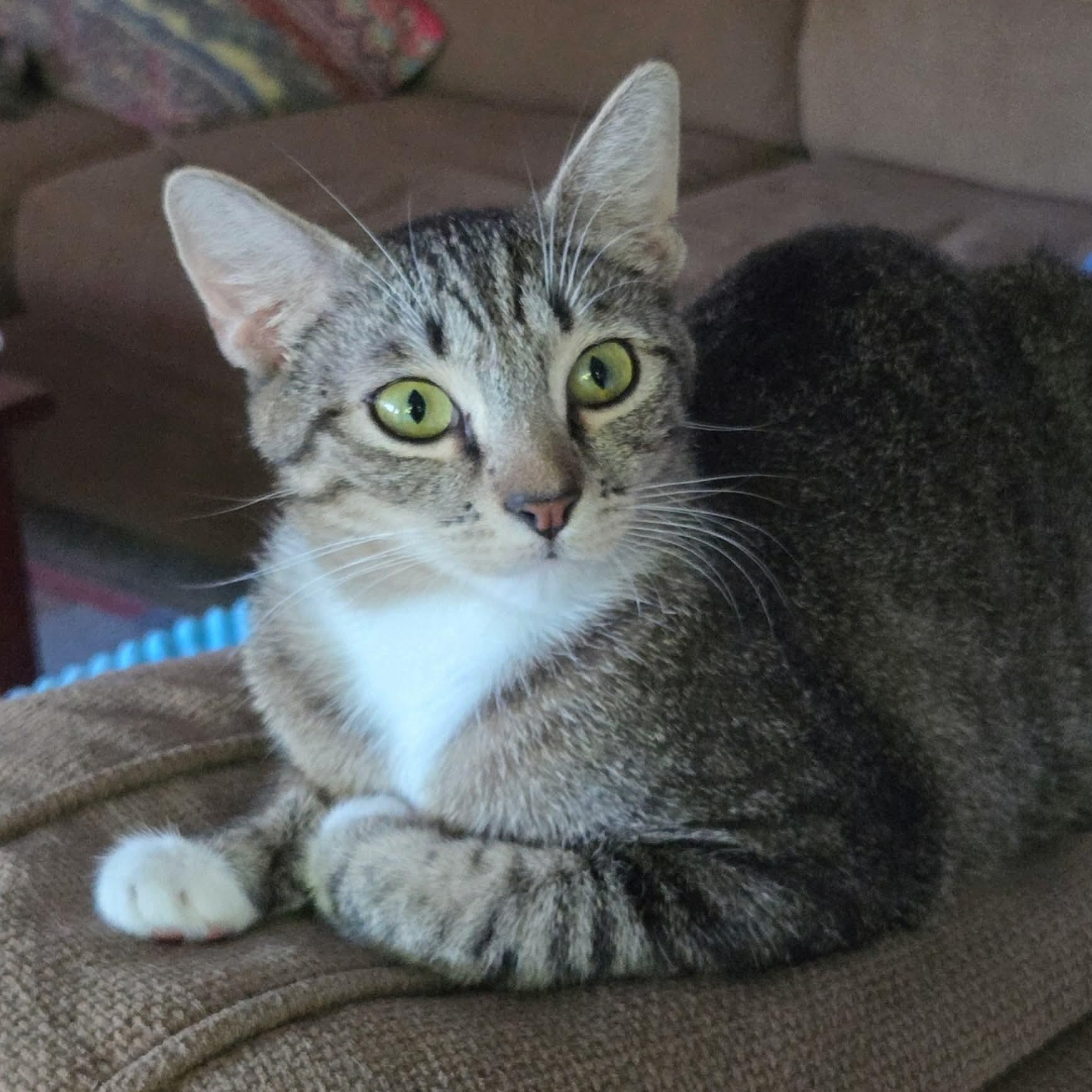 Enlarge Cricket, a ADOPTABLE Domestic Short Hair in Gladstone, OR image 3/5