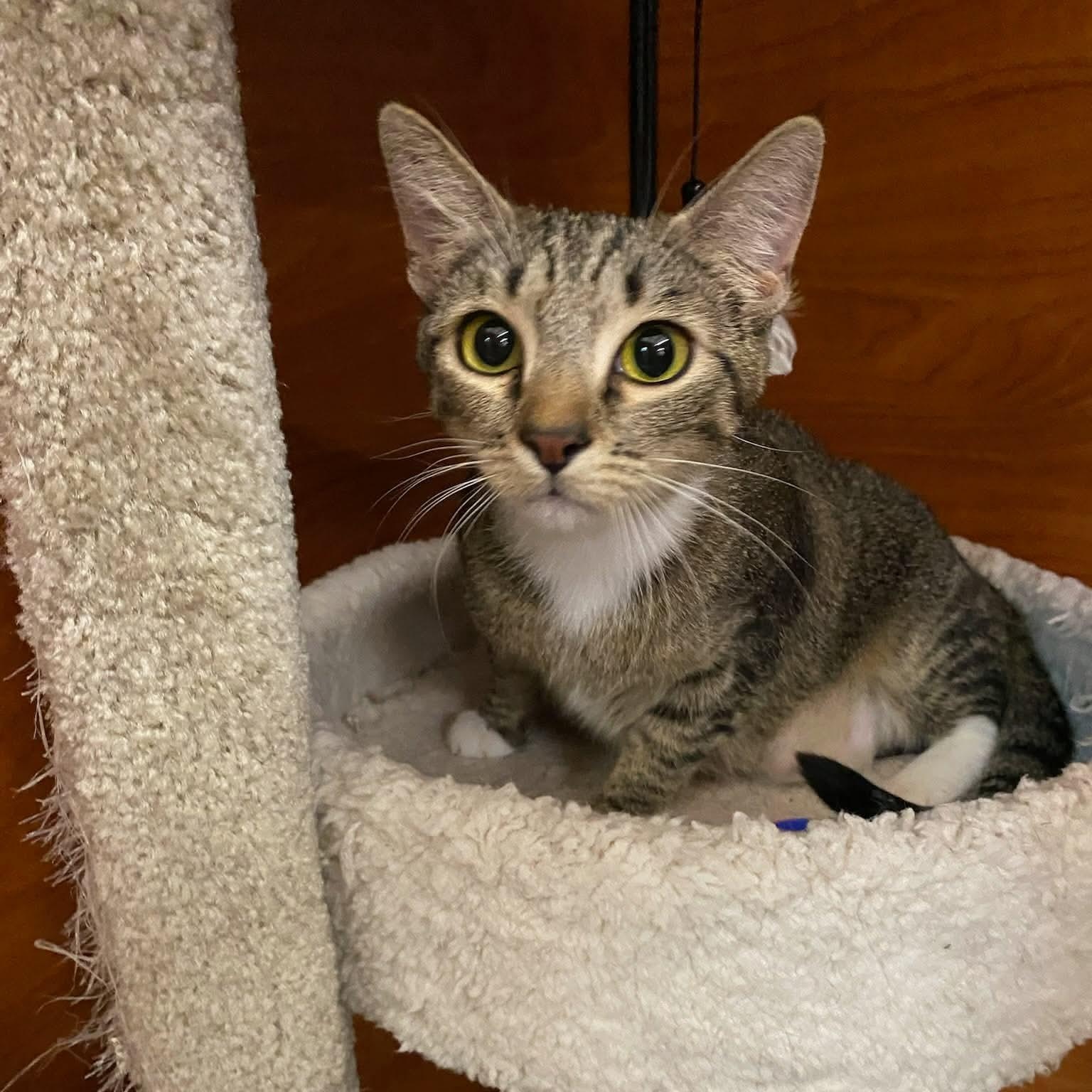 Enlarge Cricket, a ADOPTABLE Domestic Short Hair in Gladstone, OR image 4/5