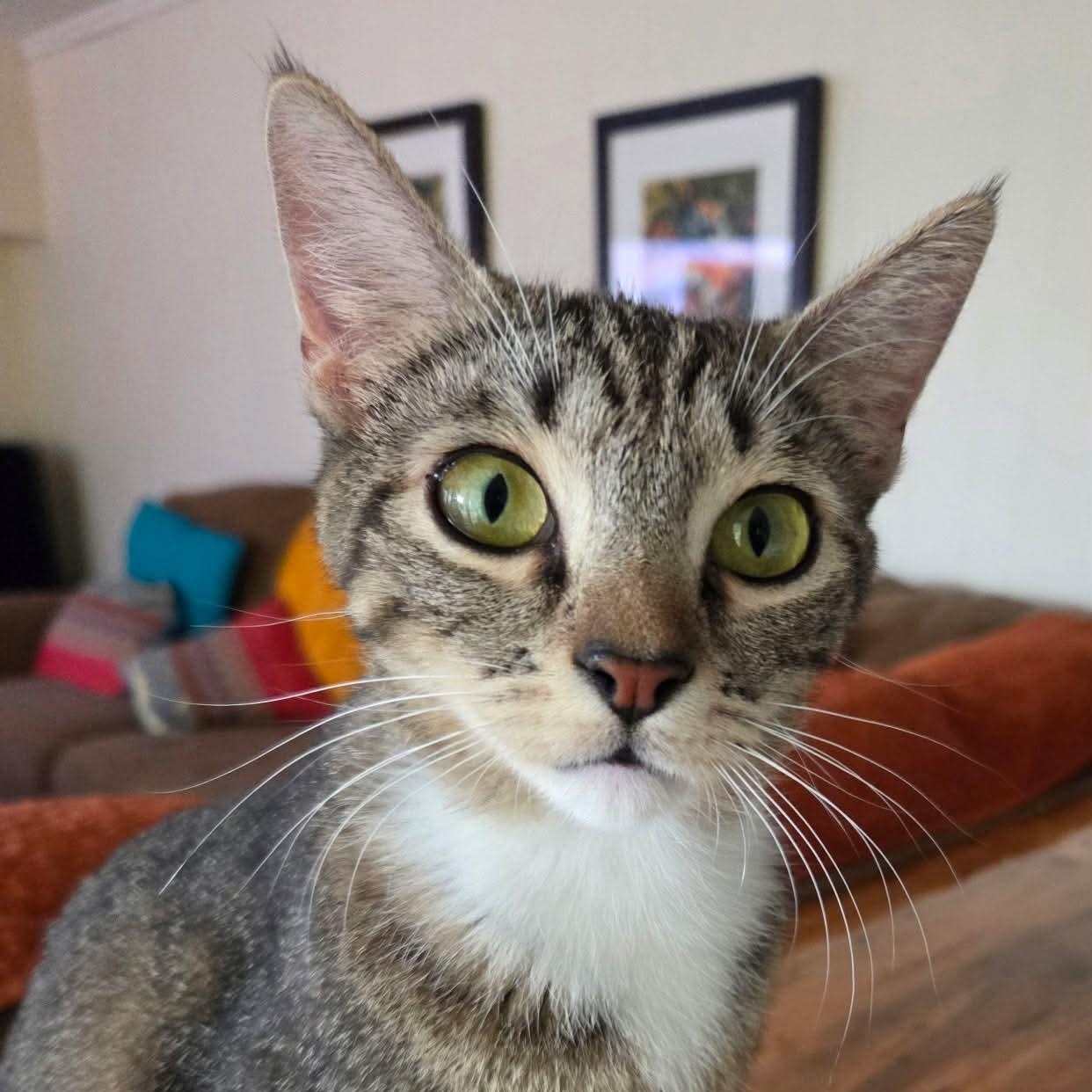 Enlarge Cricket, a ADOPTABLE Domestic Short Hair in Gladstone, OR image 2/5