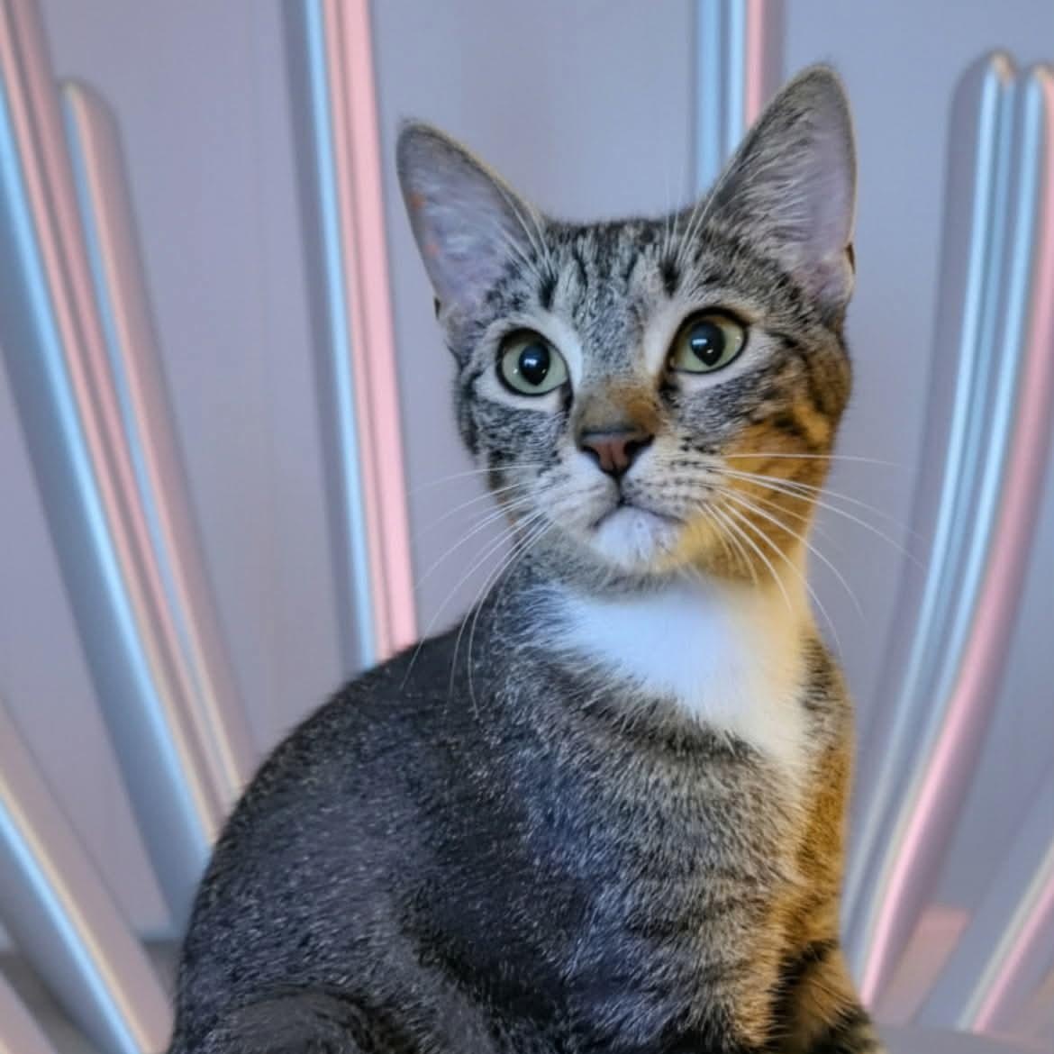 Cricket, ADOPTABLE, Young Female Domestic Short Hair.
