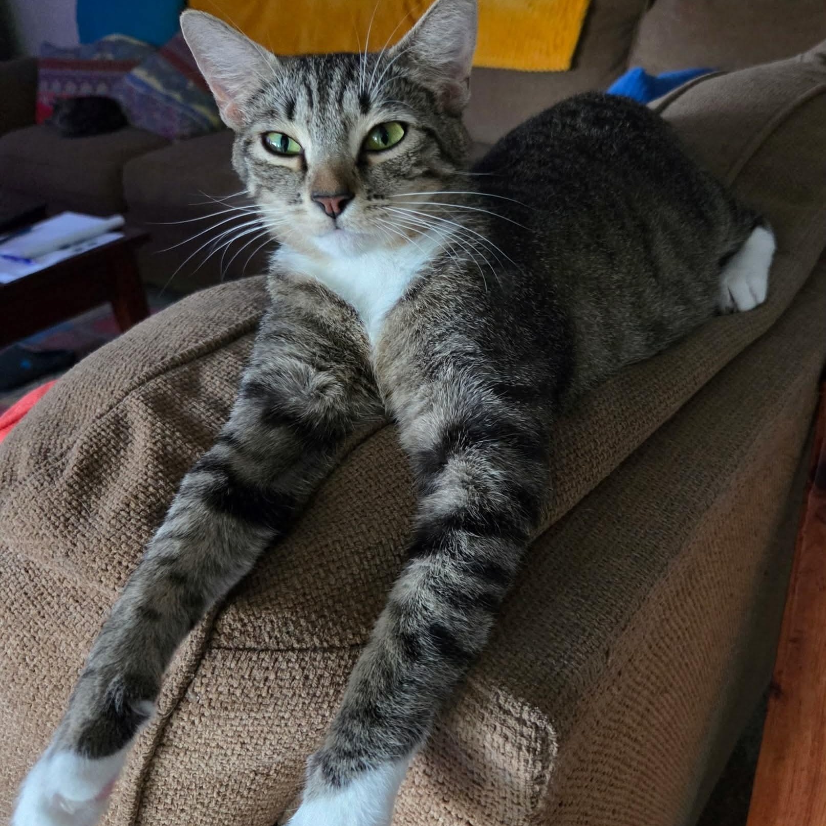 Enlarge Cricket, a ADOPTABLE Domestic Short Hair in Gladstone, OR image 5/5