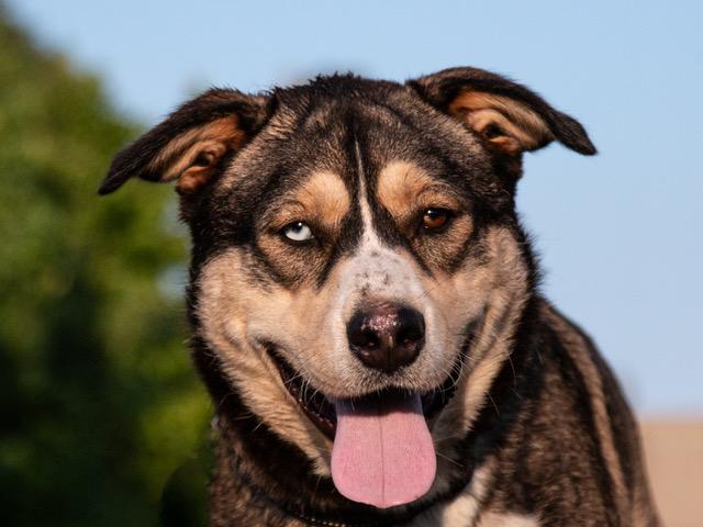 Whopper, Adoptable, Young Male Husky.