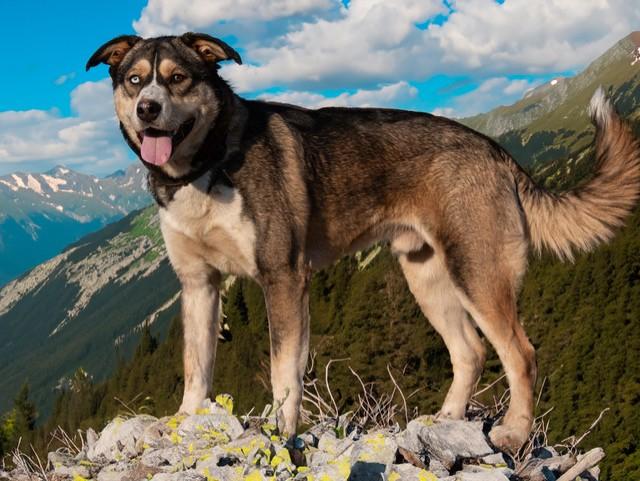 Enlarge Whopper, a Adoptable mixed breed in San Andreas, CA image 2/2