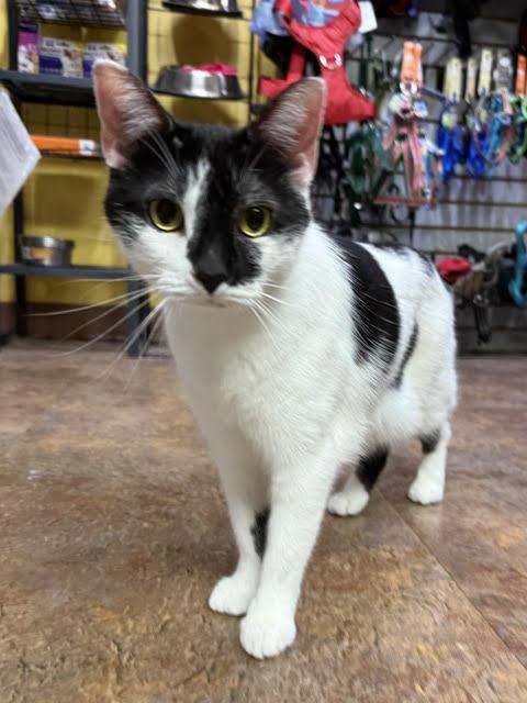 Enlarge Tilley, a ADOPTABLE Domestic Short Hair in Fairfax, VA image 2/6