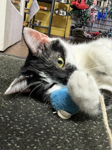 Enlarge Tilley, a ADOPTABLE Domestic Short Hair in Fairfax, VA image 4/6