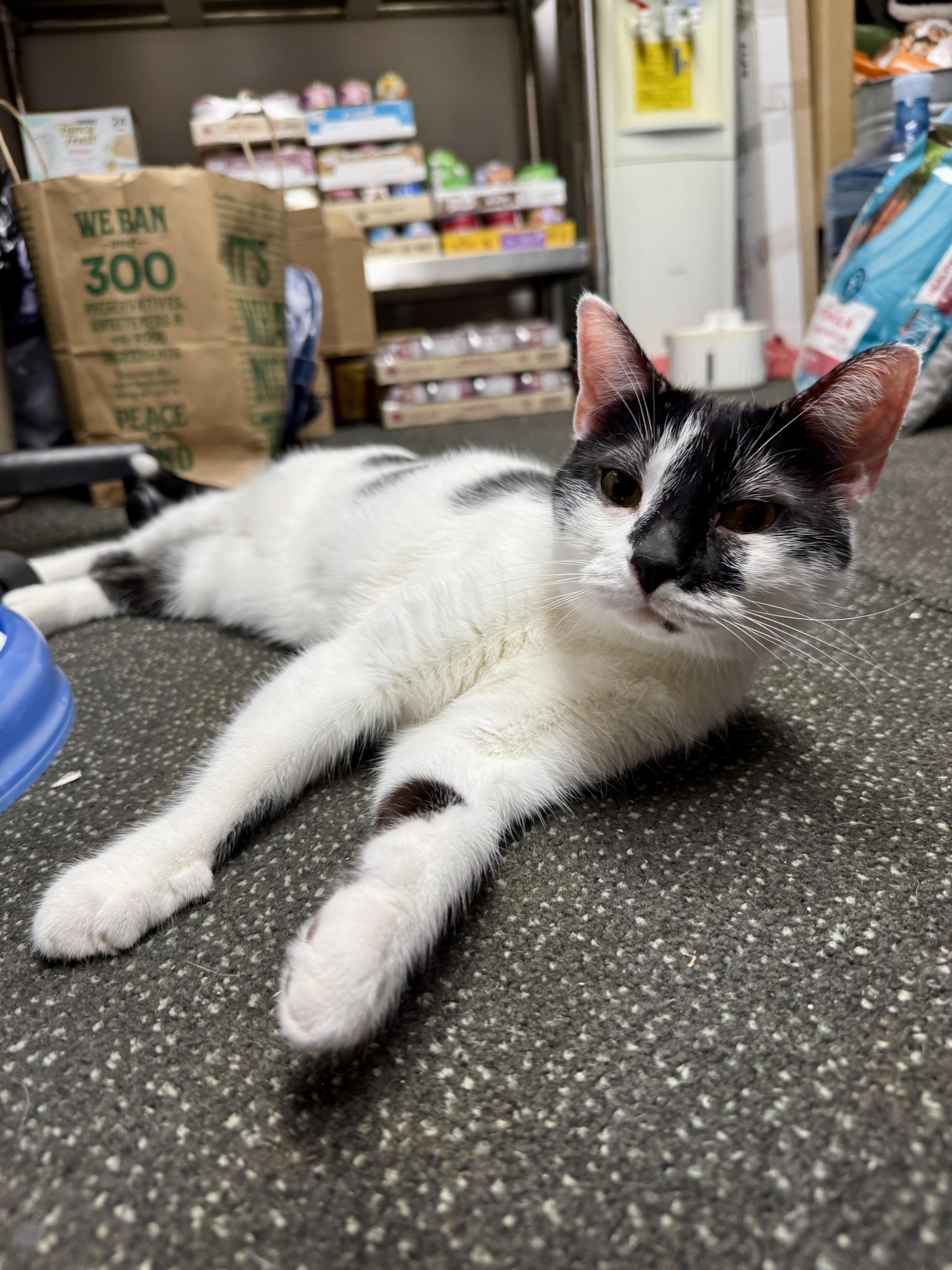 Enlarge Tilley, a ADOPTABLE Domestic Short Hair in Fairfax, VA image 3/6