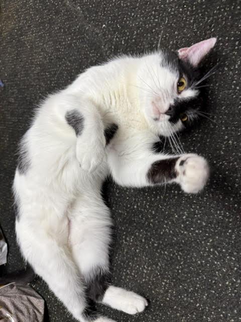 Enlarge Tilley, a ADOPTABLE Domestic Short Hair in Fairfax, VA image 5/6