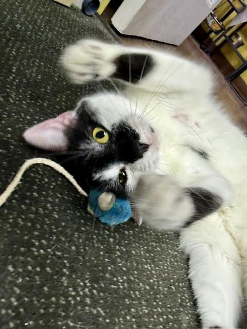 Enlarge Tilley, a ADOPTABLE Domestic Short Hair in Fairfax, VA image 6/6