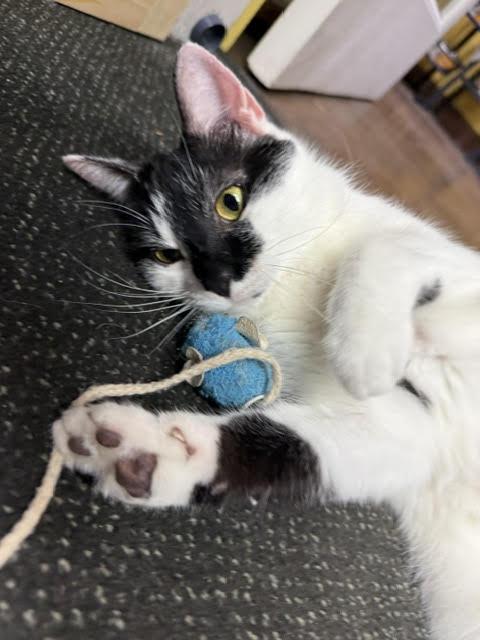 Tilley, ADOPTABLE, Adult Female Domestic Short Hair.