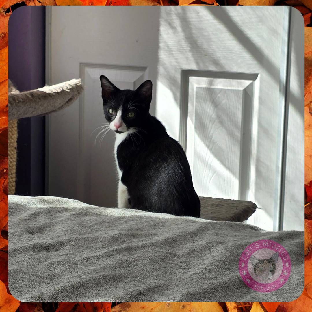 Enlarge Kira, a Adoptable Domestic Short Hair in Santa Ana, CA image 2/4