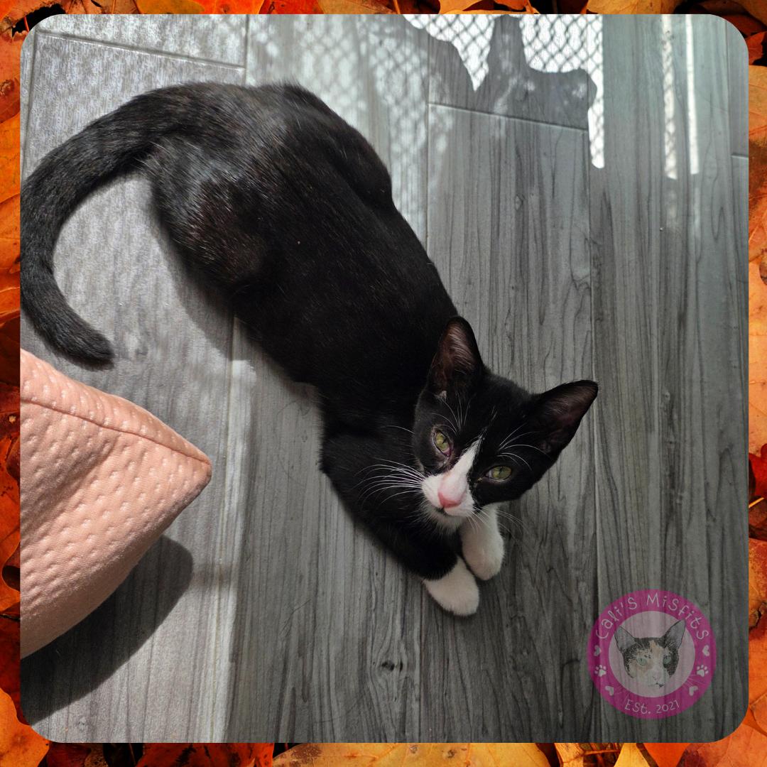 Enlarge Kira, a Adoptable Domestic Short Hair in Santa Ana, CA image 3/4