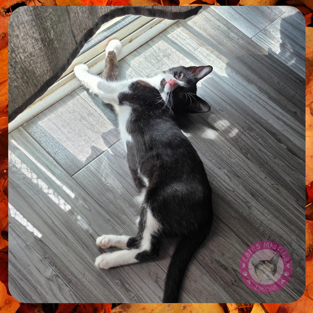 Enlarge Kira, a Adoptable Domestic Short Hair in Santa Ana, CA image 4/4