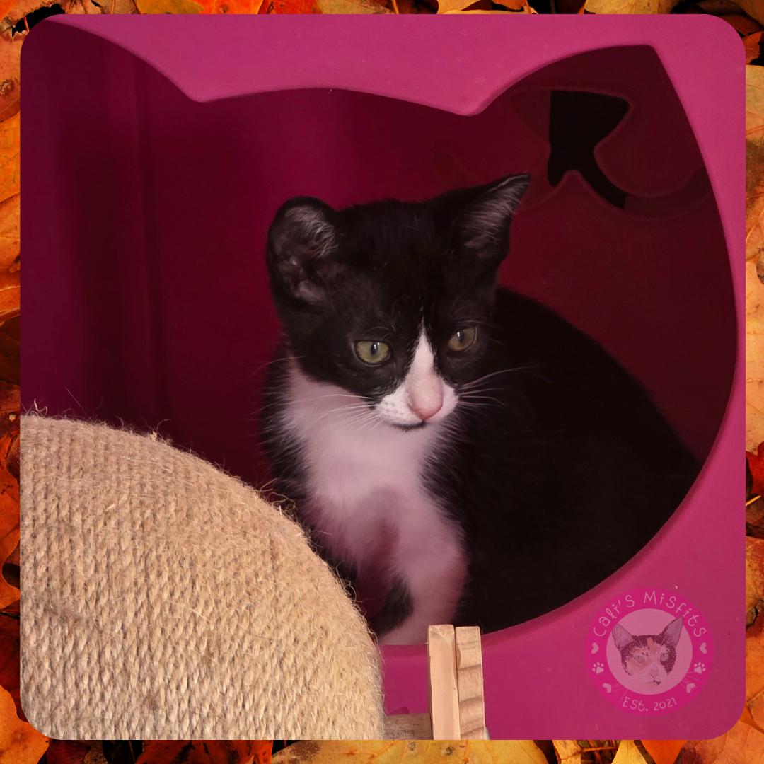 Enlarge Kira, a Adoptable Domestic Short Hair in Santa Ana, CA image 1/4