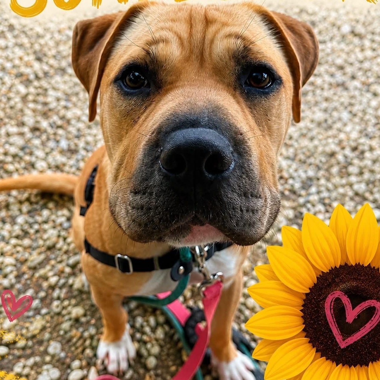 Enlarge Sunflower, a ADOPTABLE mixed breed in Jackson, NJ image 4/5