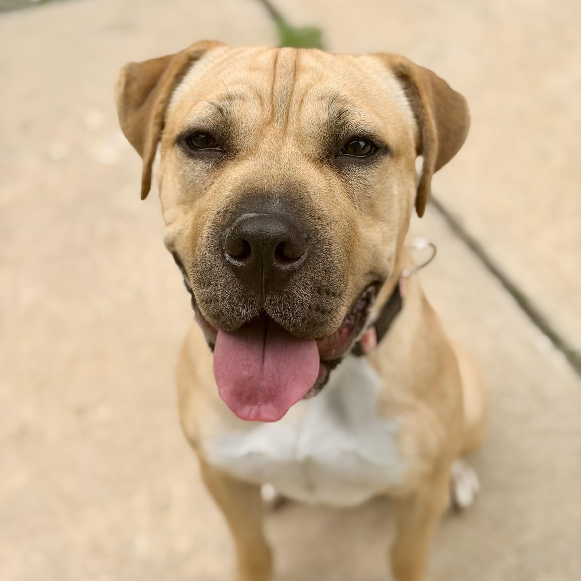Sunflower, ADOPTABLE, Young Female Mastiff.
