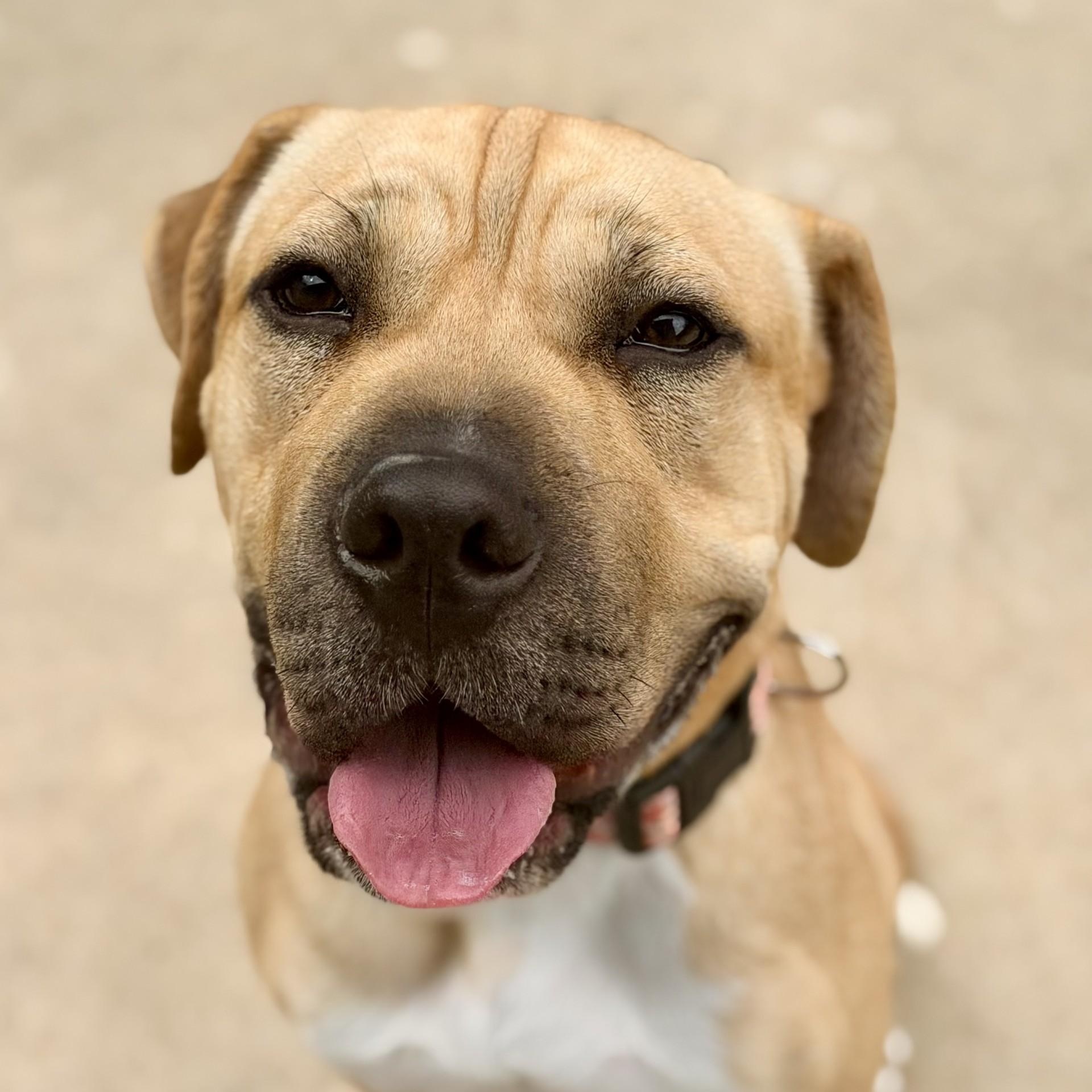 Enlarge Sunflower, a ADOPTABLE mixed breed in Jackson, NJ image 2/5