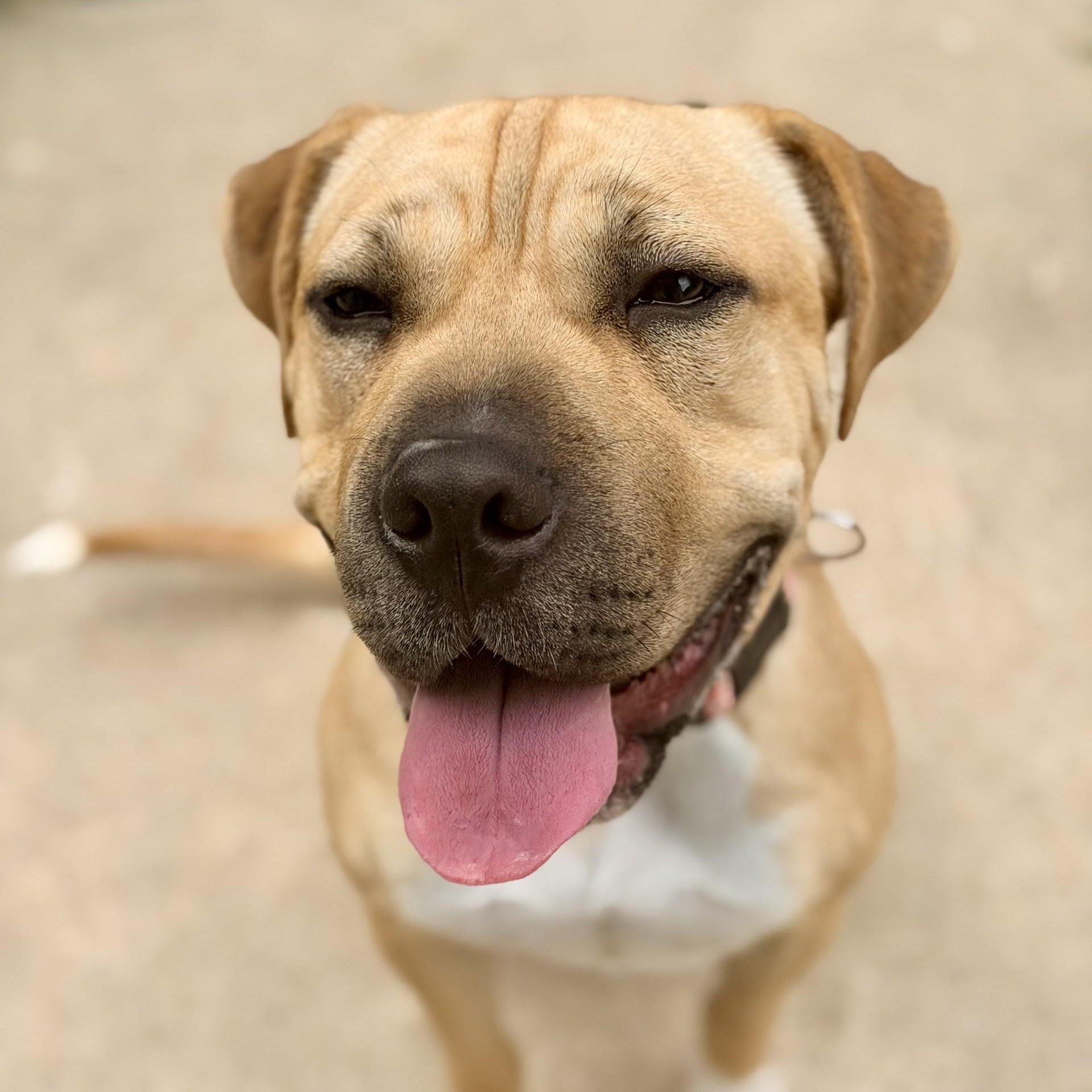Enlarge Sunflower, a ADOPTABLE mixed breed in Jackson, NJ image 3/5