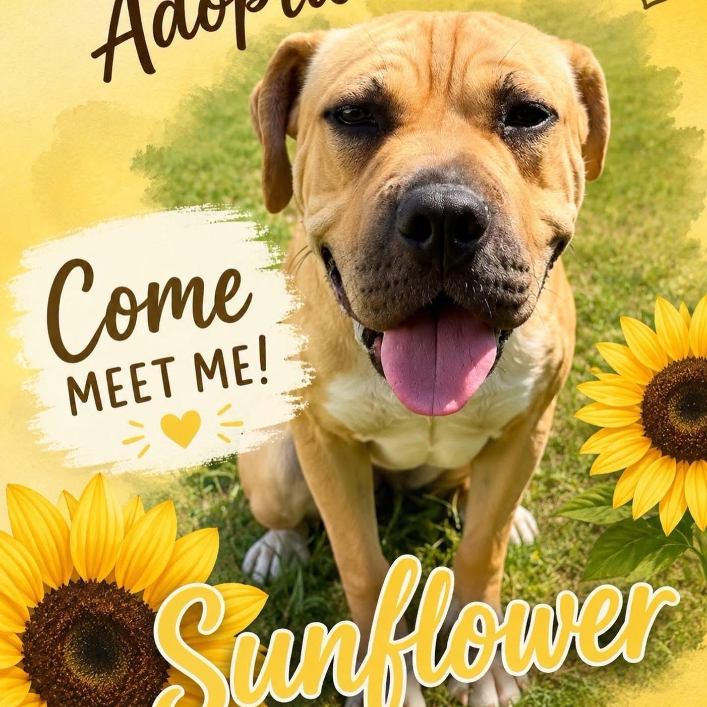 Enlarge Sunflower, a ADOPTABLE mixed breed in Jackson, NJ image 5/5