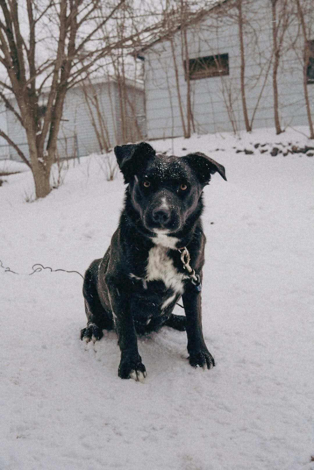 Pickers, Adoptable, Young Female Retriever & Labrador Retriever.