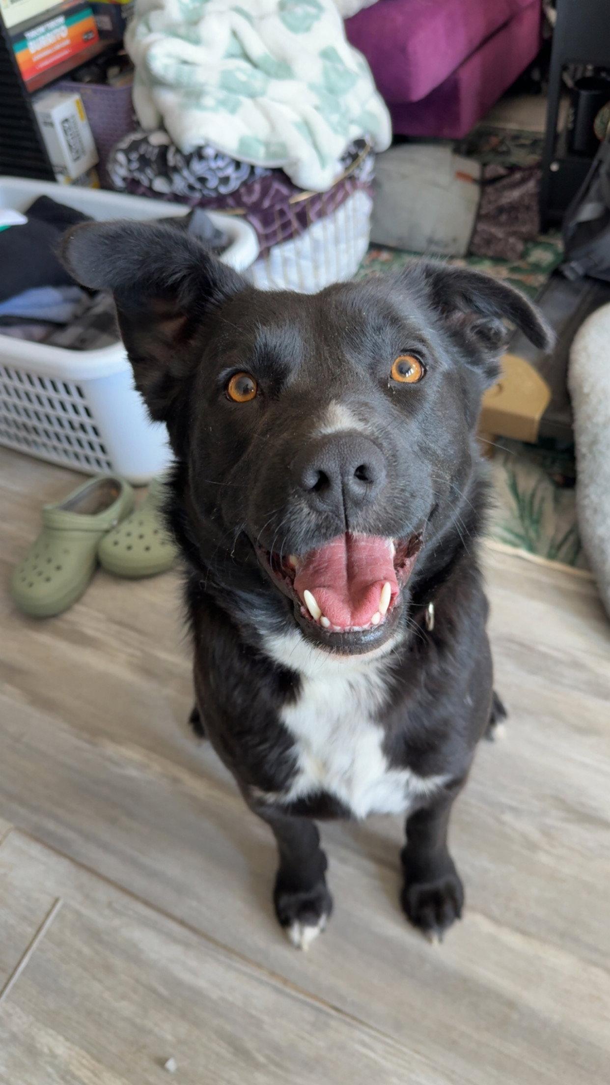 Enlarge Pickers, a Adoptable mixed breed in Duluth, MN image 2/3
