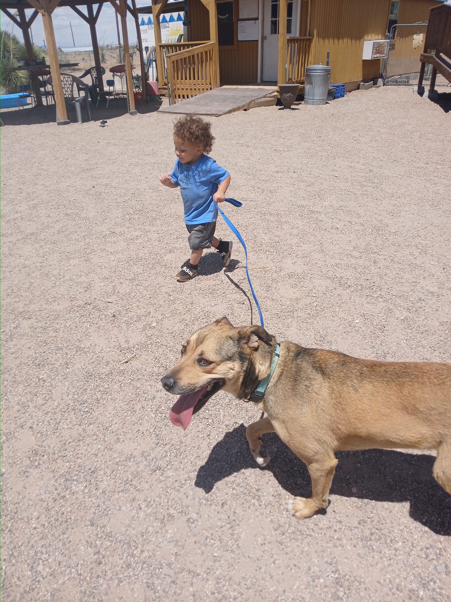 Jazzie, a Adoptable Shepherd in Deming, NM image 2/4