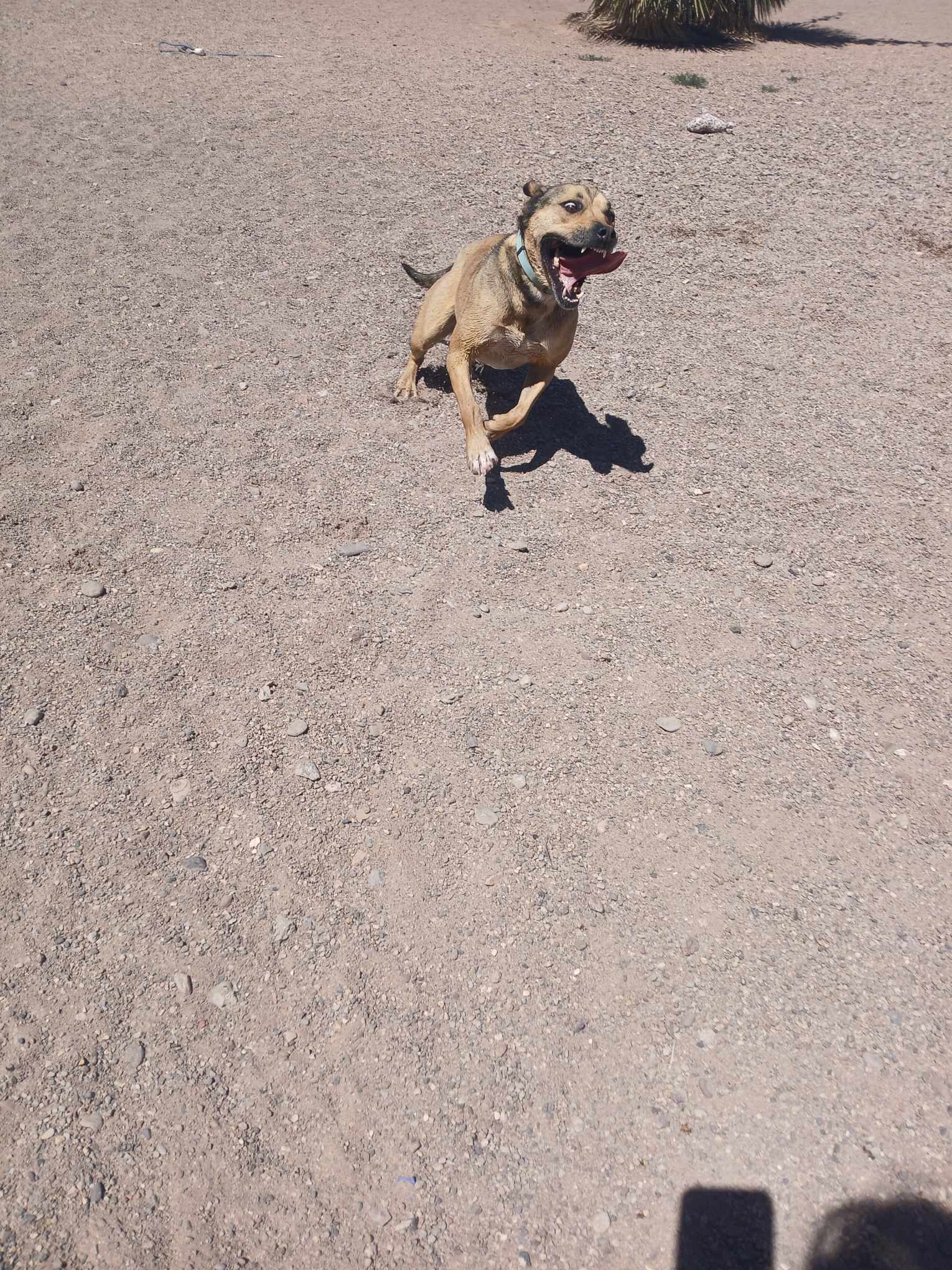 Jazzie, a Adoptable Shepherd in Deming, NM image 3/4