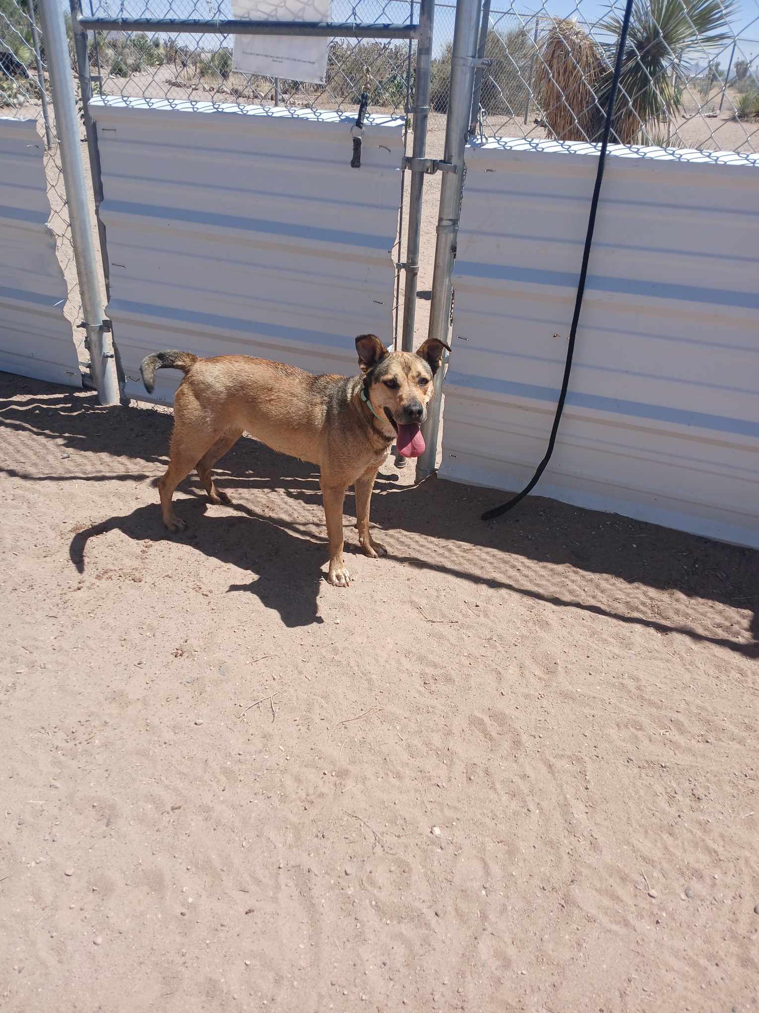 Jazzie, a Adoptable Shepherd in Deming, NM image 1/4