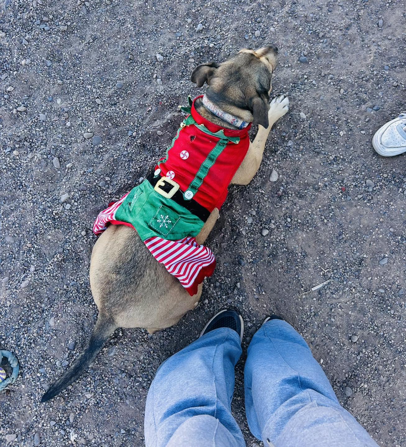 Enlarge Jazzie, a Adoptable Shepherd in Deming, NM image 3/6