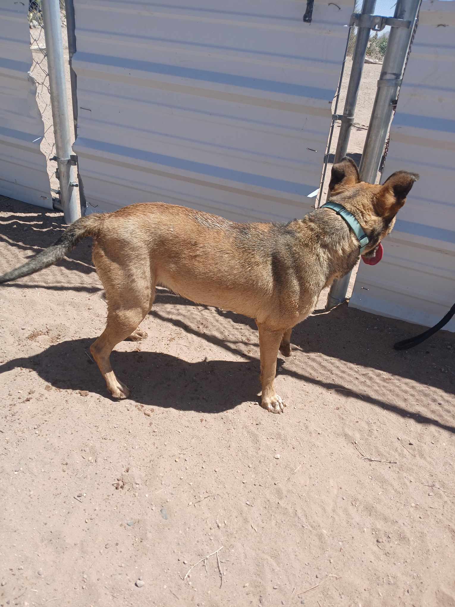 Jazzie, a Adoptable Shepherd in Deming, NM image 4/4