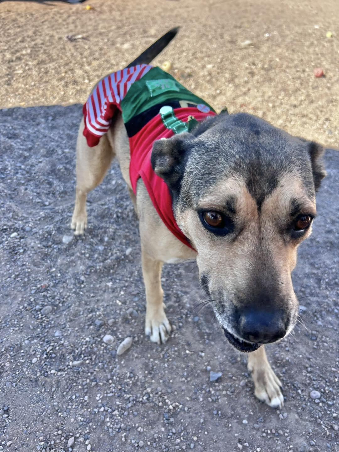 Enlarge Jazzie, a Adoptable Shepherd in Deming, NM image 2/6