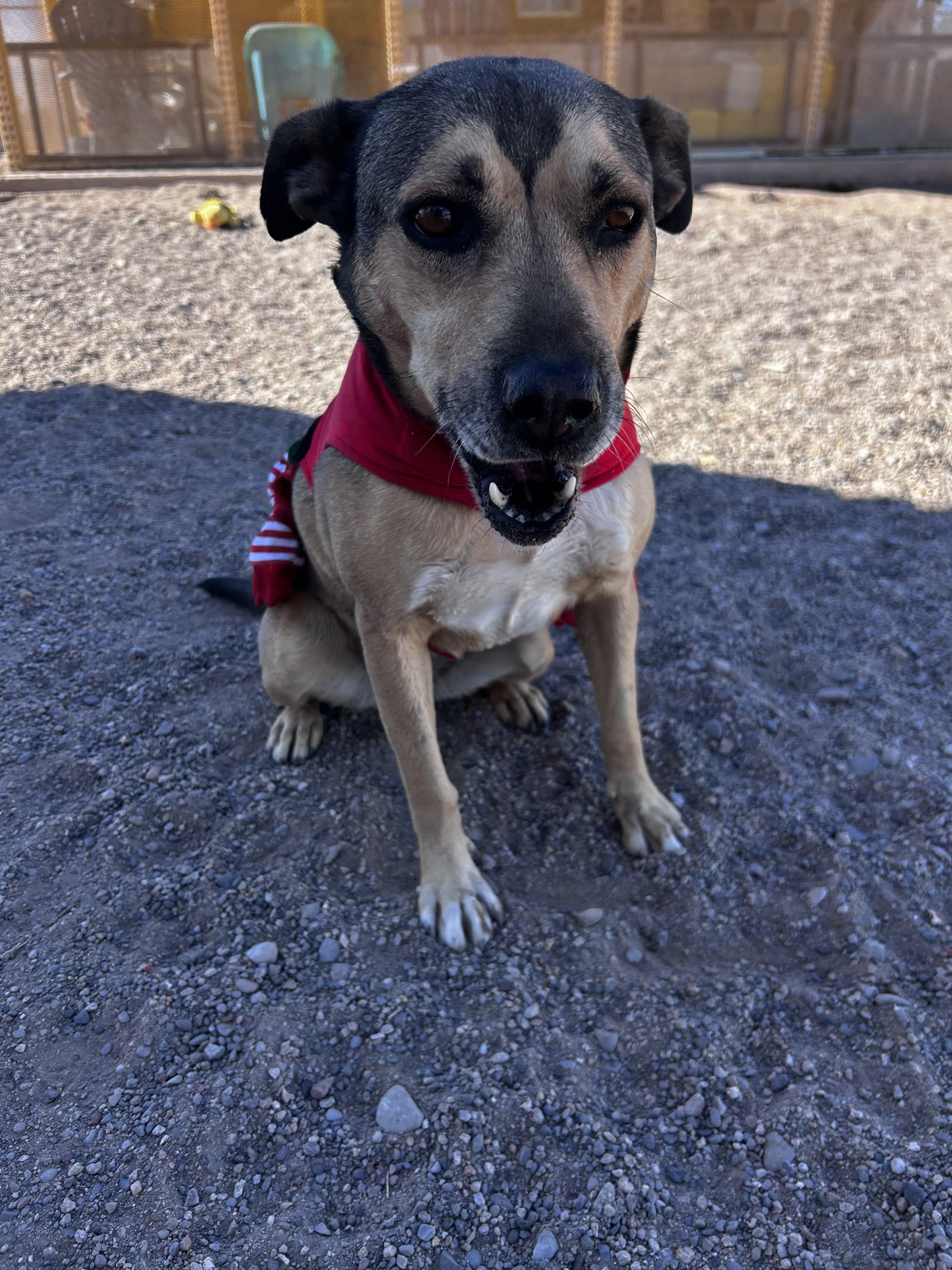 Jazzie, Adoptable, Adult Female Shepherd.