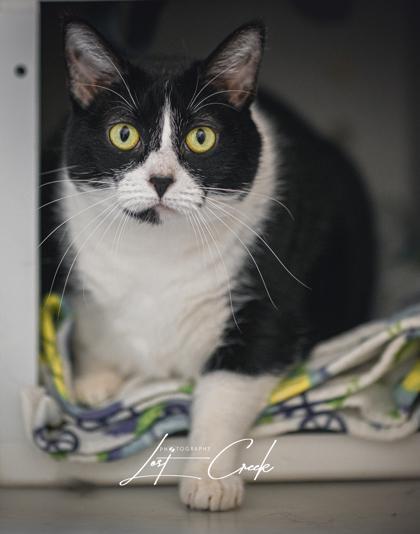Eva, Adoptable, Senior Female Domestic Short Hair & Domestic Short Hair.