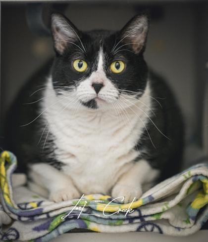 Enlarge Eva, a Adoptable mixed breed in Kalispell, MT image 3/3