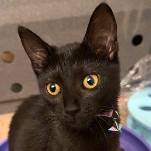 Enlarge Liv 5847 C, a Adoptable Domestic Short Hair in Frankfort, KY image 1/5
